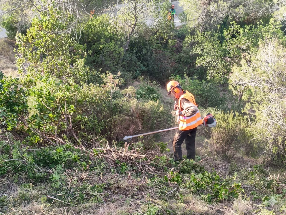 Limpieza forestal en Alt Maestrat, Castellón